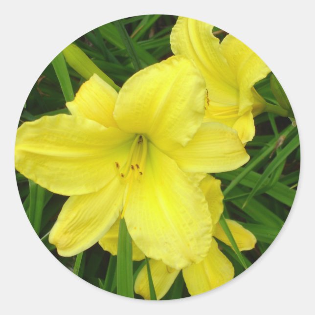 Yellow Daylilies Sticker (Front)