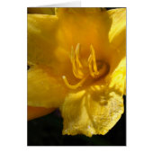 Yellow Daylily (Front)