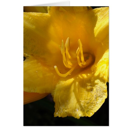 Yellow Daylily Cards (Front)