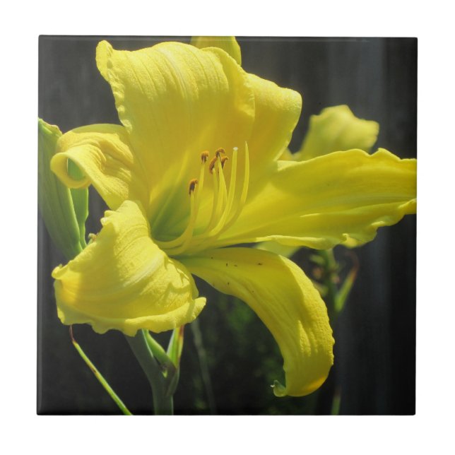 Yellow Daylily Ceramic Tile (Front)
