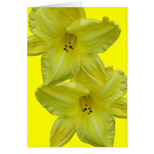 Yellow Daylily Coordinating Items Cards (Front)