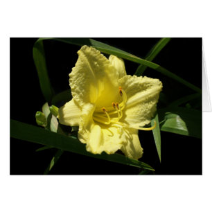 Yellow Daylily Flower Hemerocallis Cards
