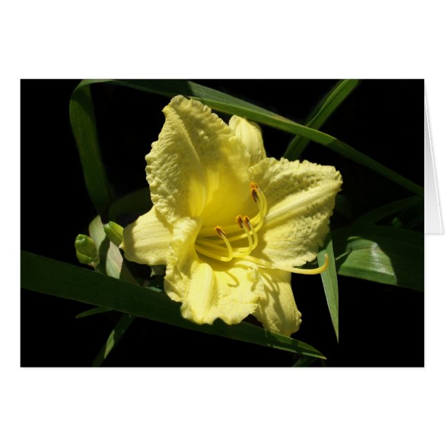 Yellow Daylily Flower Hemerocallis Cards (Front Horizontal)