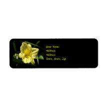 Yellow Daylily Flower