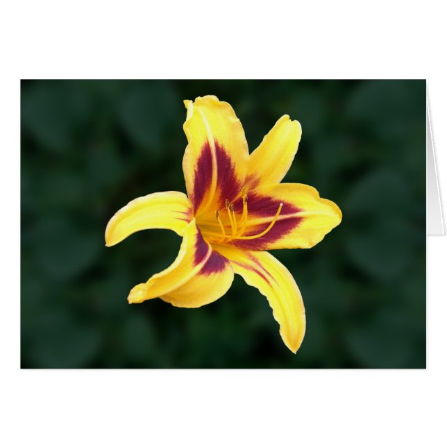 Yellow Daylily Flower with Red, Hemerocallis: Cards (Front Horizontal)