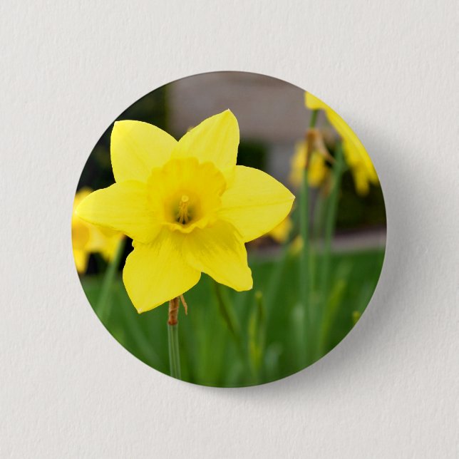 Yellow Delight-Spring Daffodil Pinback Button (Front)