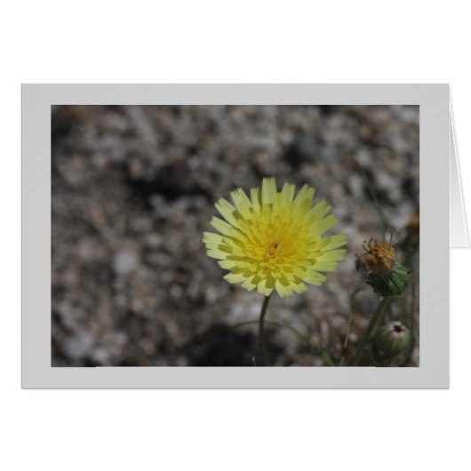 Yellow desert wildflower cards (Front Horizontal)