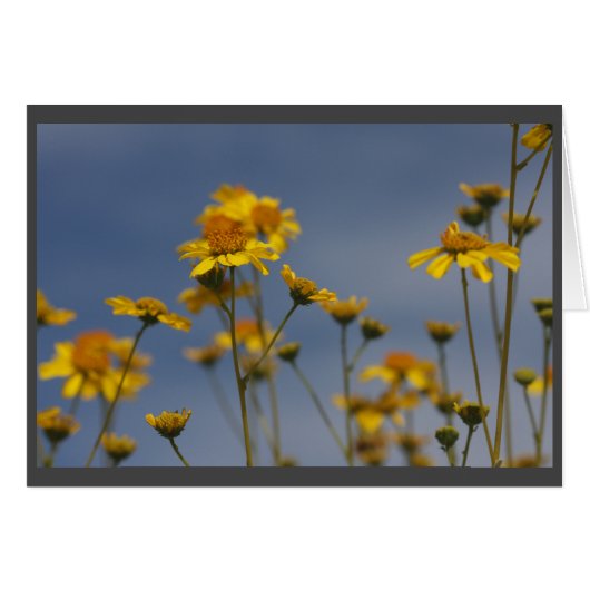 Yellow desert wildflower cards (Front Horizontal)