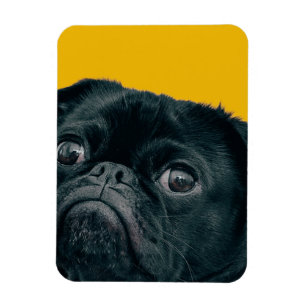 yellow dog magnet