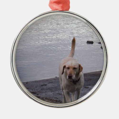 Yellow Dog on dock Yellow Labrador retriever Metal Ornament