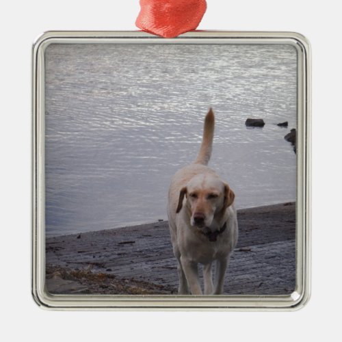Yellow Dog on dock Yellow Labrador retriever Metal Ornament
