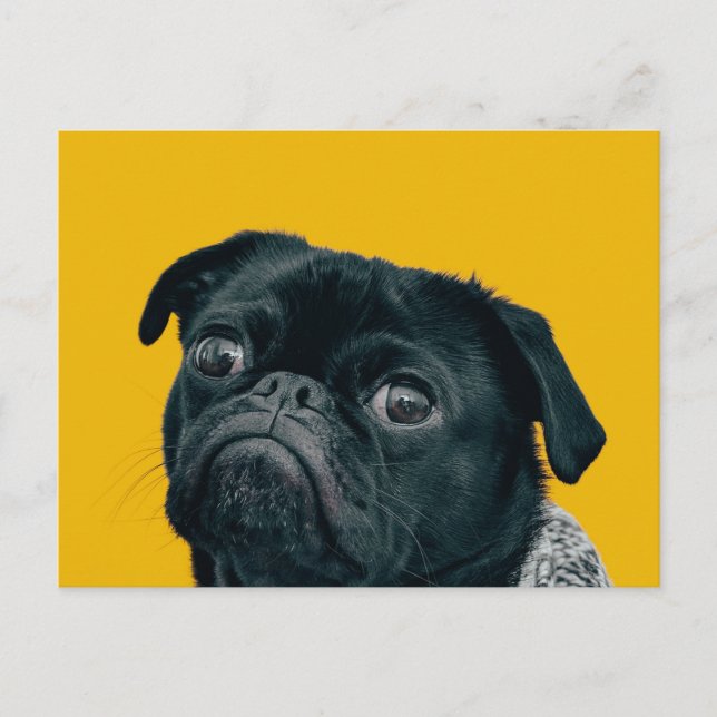 yellow dog postcard (Front)
