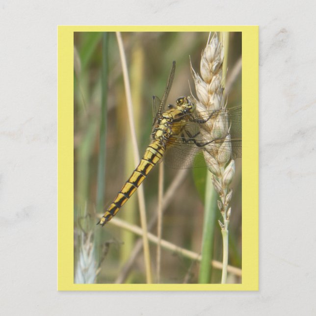 Yellow Dragonfly Close Up DIY Postcard (Front)