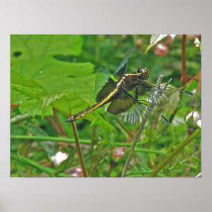Yellow Dragonfly Poster