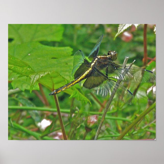 Yellow Dragonfly Poster (Front)