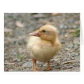 Yellow Duckling (Front Horizontal)