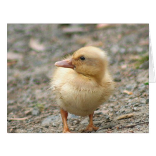 Yellow Duckling Cards (Front Horizontal)