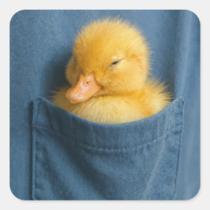 Yellow Duckling In a T-shirt Pocket Square Sticker