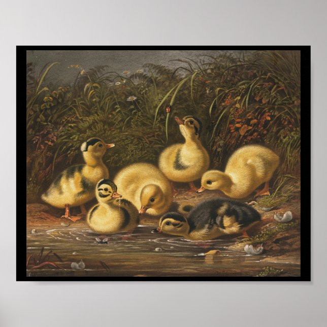 Yellow Ducklings Playing in Pond Poster (Front)