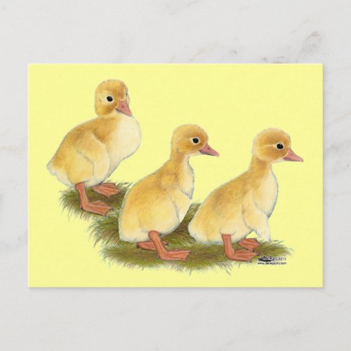 Yellow Ducklings Postcard