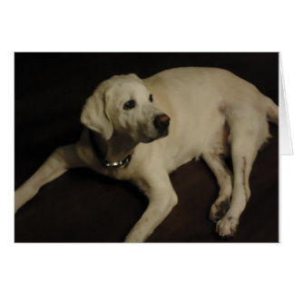 Yellow English Lab Cards