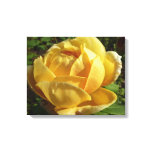 Yellow English Rose Canvas Print