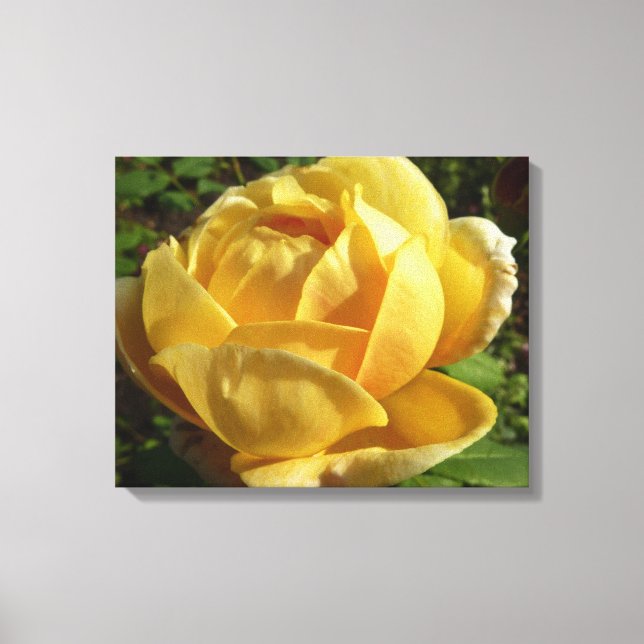 Yellow English Rose Canvas Print (Front)
