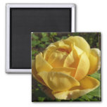Yellow English Rose Magnet
