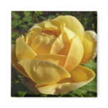 Yellow English Rose Magnet