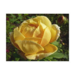 Yellow English Rose Postcard