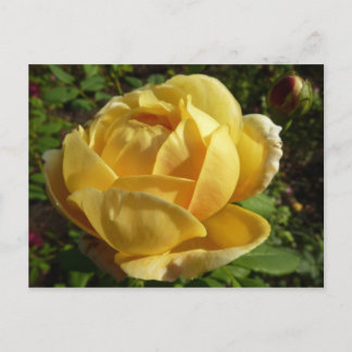 Yellow English Rose Postcard