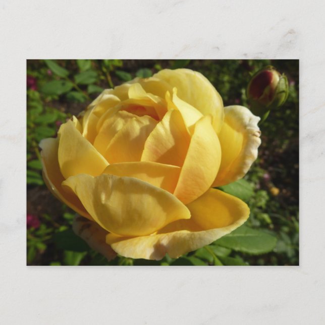 Yellow English Rose Postcard (Front)