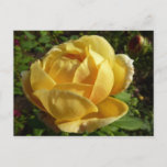 Yellow English Rose Postcard