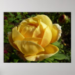 Yellow English Rose Poster