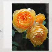 Yellow English Roses (Front/Back)
