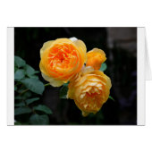 Yellow English Roses (Front Horizontal)