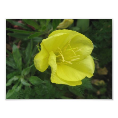 Yellow Evening Primrose Flower Photo Print