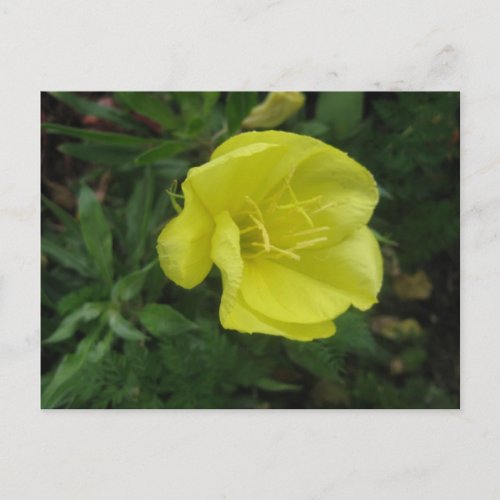 Yellow Evening Primrose Flower Postcard
