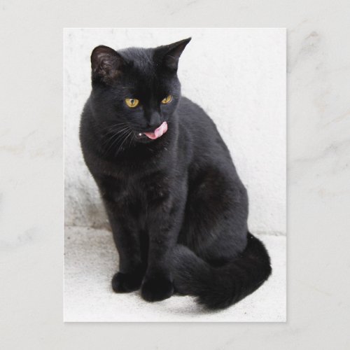 Yellow_eyed black cat licking his lips postcard