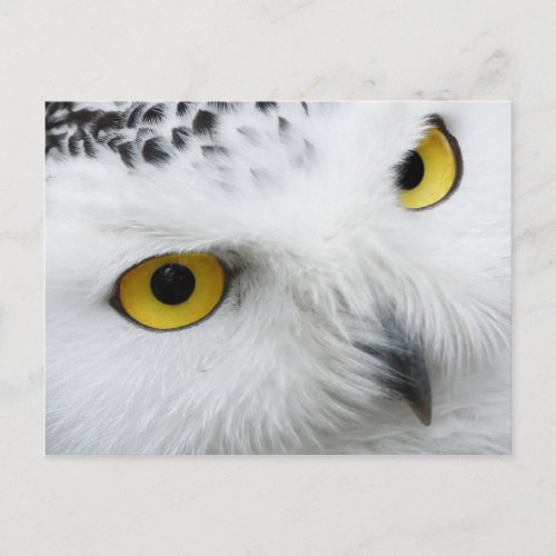 Yellow_eyed Snowy Owl Postcard