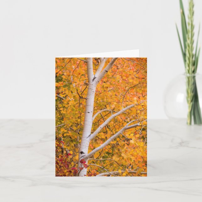 Yellow Fall Aspen Tree Card (Front)