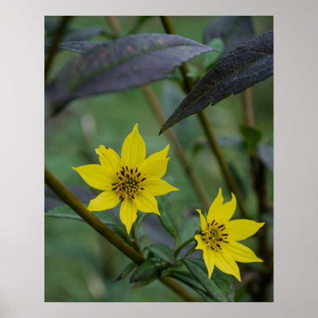 Yellow Fall Flower Poster (Front)