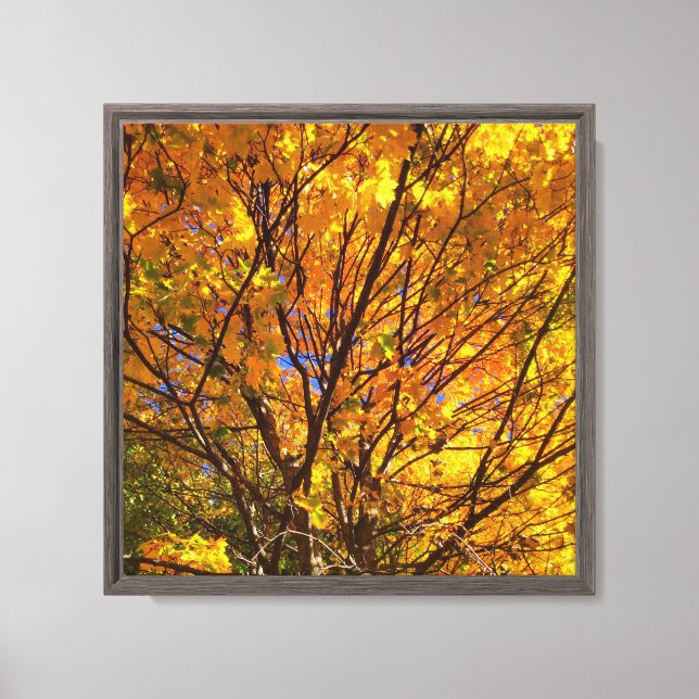 Yellow Fall Foliage Canvas Print (Front)