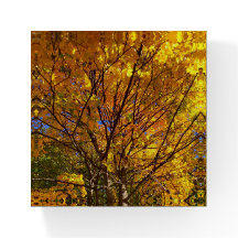Yellow Fall Foliage