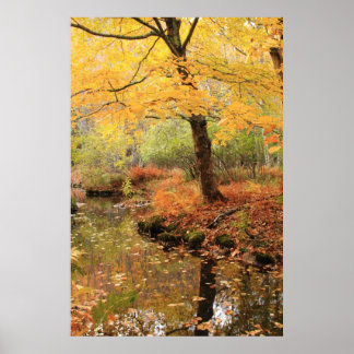 Yellow Fall Folliage over a quiet forest stream Poster