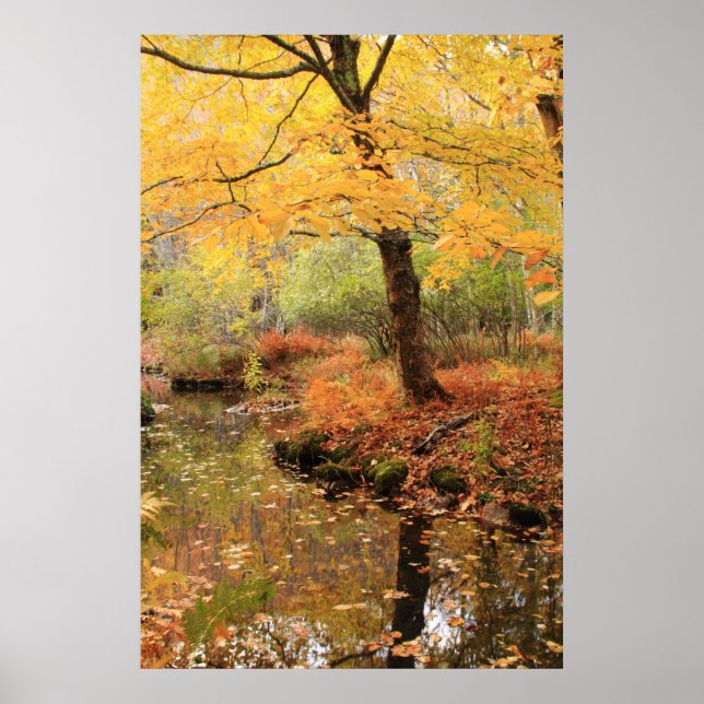 Yellow Fall Folliage over a quiet forest stream Poster (Front)