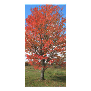 Yellow fall maple tree landscape picture card