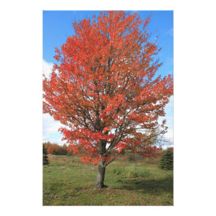 Yellow fall maple tree landscape picture photo print