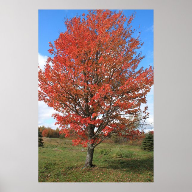 Yellow fall maple tree landscape picture poster (Front)