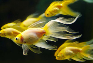 aquarium pet id tags